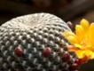 Sulcorebutia_arenacea